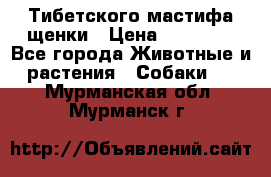  Тибетского мастифа щенки › Цена ­ 10 000 - Все города Животные и растения » Собаки   . Мурманская обл.,Мурманск г.